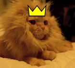 crown kitty
