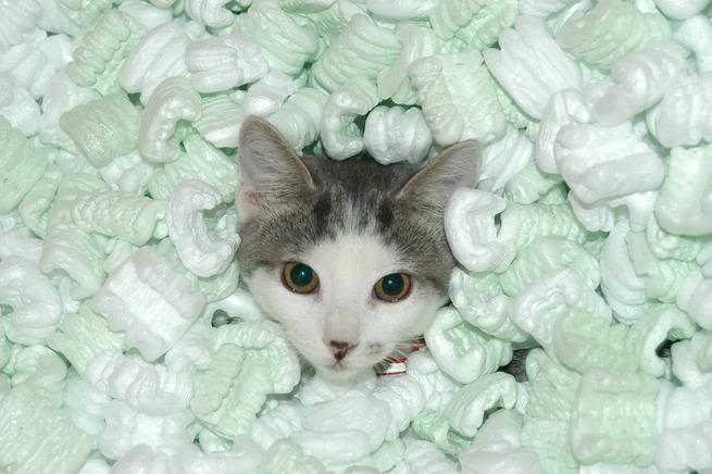 packing peanuts cat