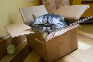 cat-in-a-box