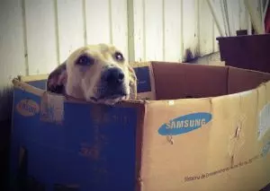 Dog-In-The-Box