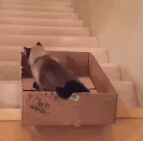 cat playing box
